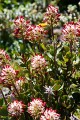 Overland_Track_20090206_429
