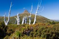 Overland_Track_20090206_431