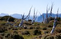 Overland_Track_20090206_435
