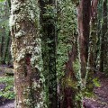 Overland_Track_20090207_490