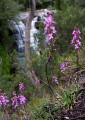 Overland_Track_20090207_507