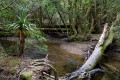 Overland_Track_20090208_553