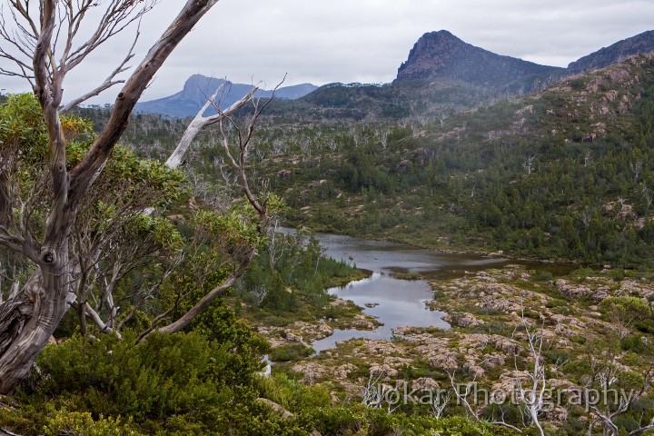 Overland_Track_20090209_578.jpg - The Labyrynth, Pine Valley, Overland Track, Tasmania