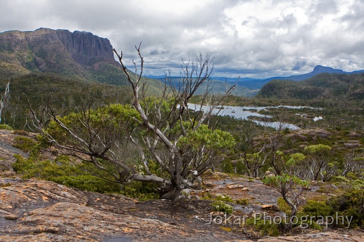 Overland_Track_20090209_604.jpg - The Labyrynth, Pine Valley, Overland Track, Tasmania