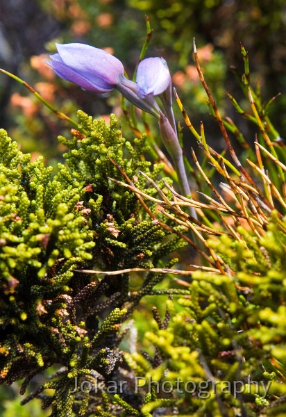 Overland_Track_20090209_628.jpg - The Labyrynth, Pine Valley, Overland Track, Tasmania