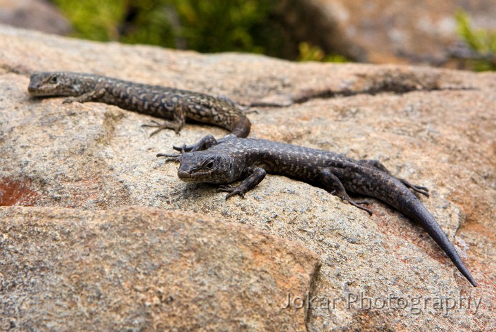 Overland_Track_20090209_643.jpg - Skinks at The Labyrynth, Pine Valley, Overland Track, Tasmania