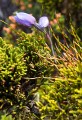 Overland_Track_20090209_628