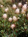 Overland_Track_20090210_657