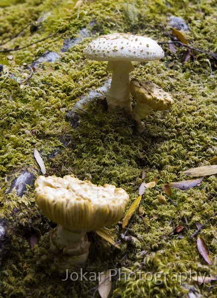 Overland_Track_20090211_735.jpg