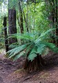 Overland_Track_20090211_727