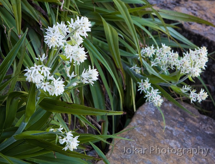 Overland_Track_20090206_424.jpg - Silky miiligania  (Milligania densifloria) , Mt Ossa, Overland Track, Tasmania