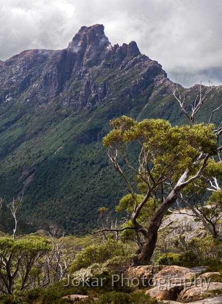 Overland_Track_20090209_637.jpg - Mt Geryon viewed from The Labyrynth, Pine Valley, Overland Track, Tasmania