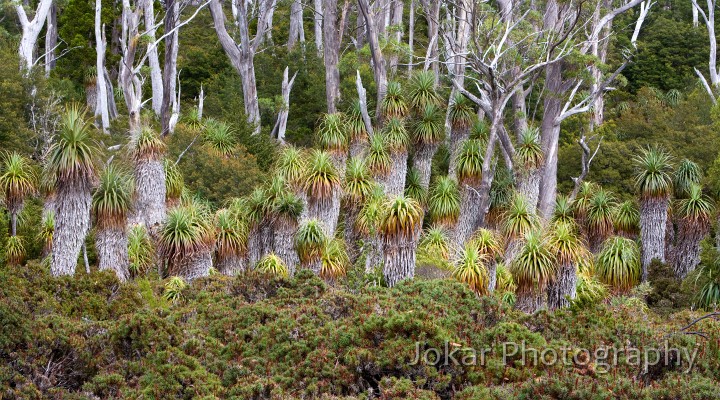 Overland_Track_20090210_645.jpg - Scoparia  (Richea scoparia)  and Pandani  (Richea pandanifolia) 