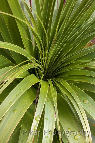 Overland_Track_20090210_651.jpg - Pandani  (Richea pandanifolia) 