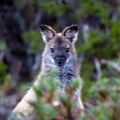 Overland_Track_20090204_272