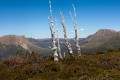 Overland_Track_20090206_440