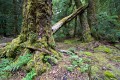 Overland_Track_20090208_557