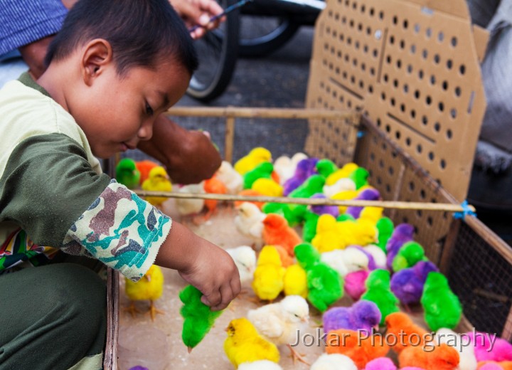 Pasar_Burung_20091122_018.jpg