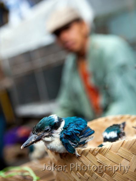 Pasar_Burung_20091122_042.jpg