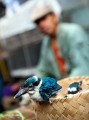 Pasar_Burung_20091122_042