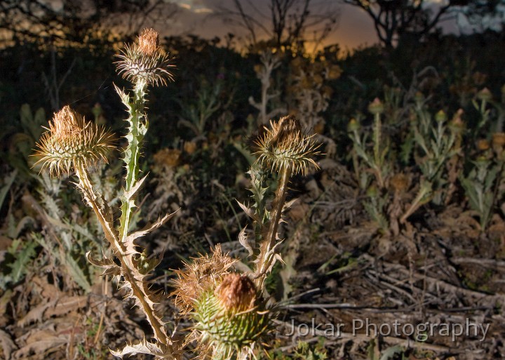 Tuggeranong_Hill_20090121_061.jpg