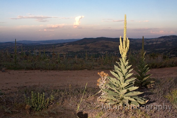 Tuggeranong_Hill_20090121_066.jpg