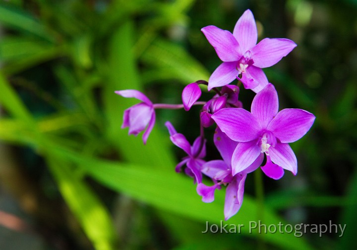 Ubud_Shanti_homestay_20091212_016.jpg