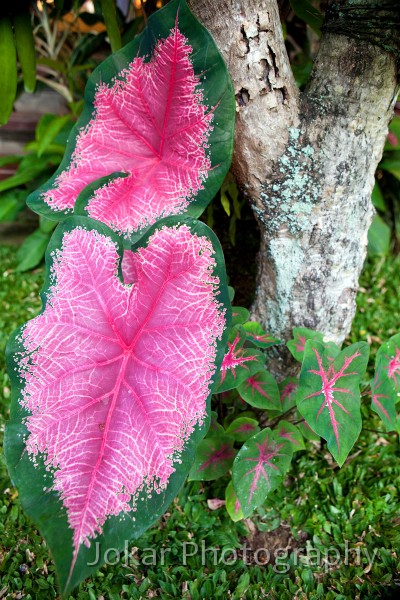 Ubud_Shanti_homestay_20091212_020.jpg