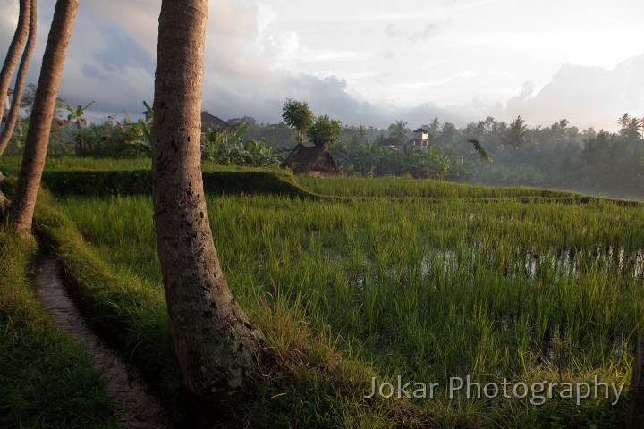 Ubud_ricefields_20091206_013.jpg