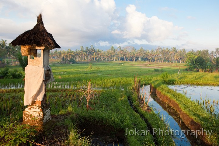 Ubud_ricefields_20091206_016.jpg