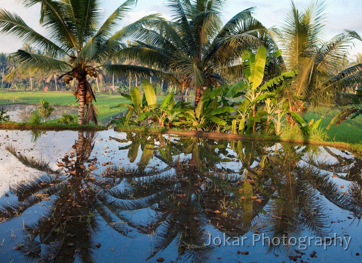 Ubud_ricefields_20091206_021.jpg