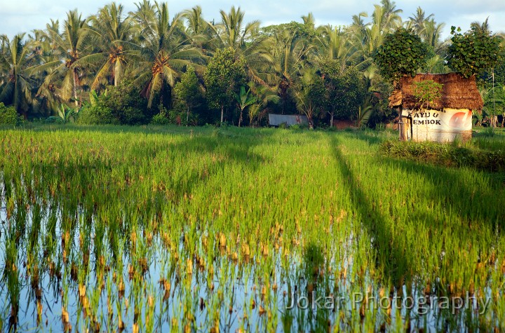 Ubud_ricefields_20091206_024.jpg