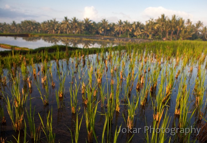 Ubud_ricefields_20091206_025.jpg