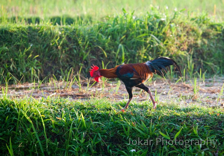 Ubud_ricefields_20091206_031.jpg