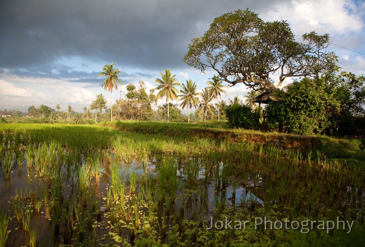 Ubud_ricefields_20091206_047.jpg