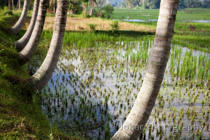 Ubud_ricefields_20091206_054.jpg