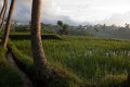 Ubud_ricefields_20091206_013