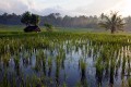 Ubud_ricefields_20091206_019