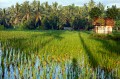 Ubud_ricefields_20091206_024