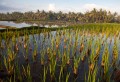 Ubud_ricefields_20091206_025