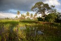 Ubud_ricefields_20091206_047