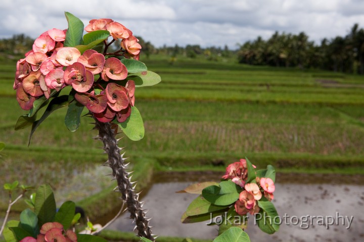 Upacara_rumah_Pung_20091216_017.jpg