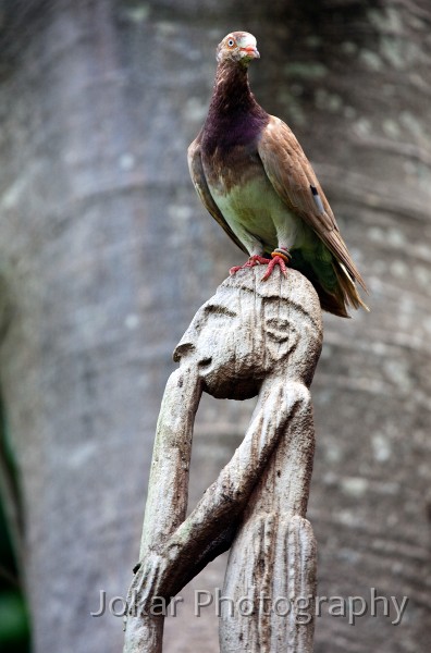 Bali_Bird_Park_20100110_013.jpg