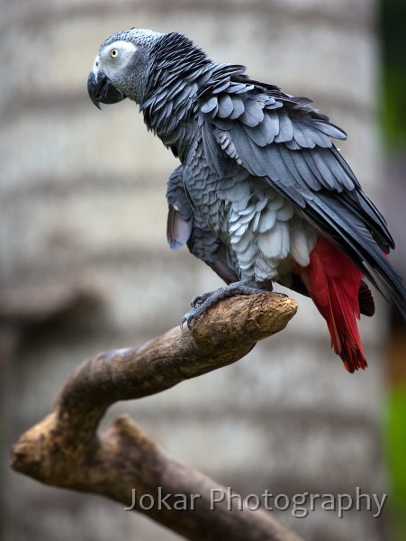 Bali_Bird_Park_20100110_020.jpg