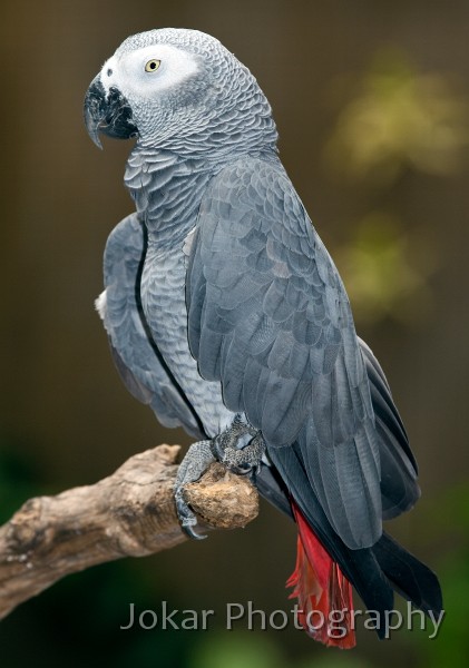 Bali_Bird_Park_20100110_080.jpg