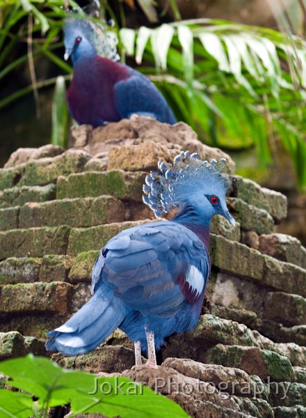 Bali_Bird_Park_20100110_145.jpg