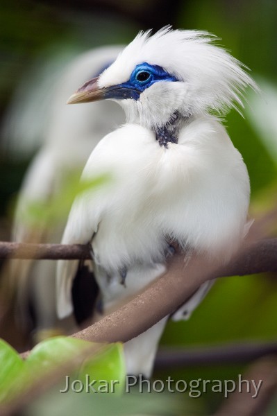 Bali_Bird_Park_20100110_171.jpg