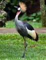 Bali_Bird_Park_20100110_071