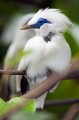 Bali_Bird_Park_20100110_171