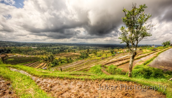 Jati_Luwih_20100619_079_80_81_82_83_tonemapped.jpg